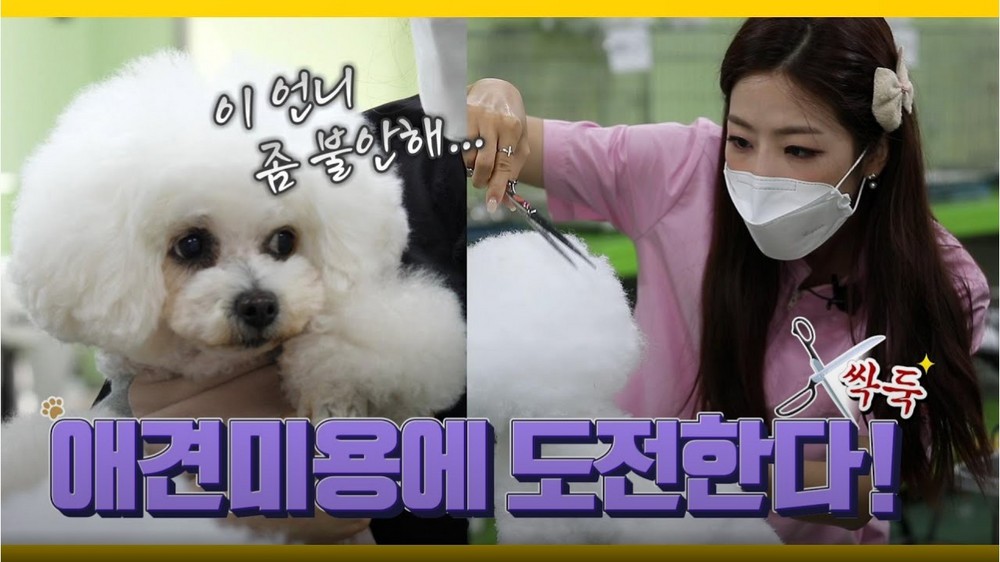 [몽냥꽁냥다이어리] ep27_1 애견미용에 도전한다! / Try to dog grooming~