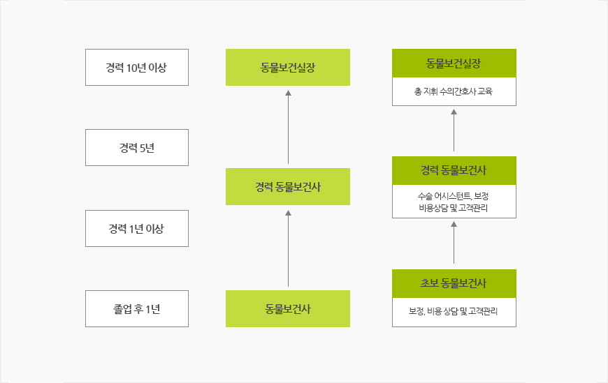 졸업 후 1년 / 수의간호보조원 / 기본위생관리 및 보조
							경력 1년 이상 / 수의간호사 / 초보수의간호사(보정, 비용상담 및 고객관리)
							경력 5년 / 경력수의간호사 (수술 어시스턴트, 보정, 비용상담 및 고객관리)
							경력 10년 이상 / 수의간호실장 (총 지휘 수의간호사 교육)